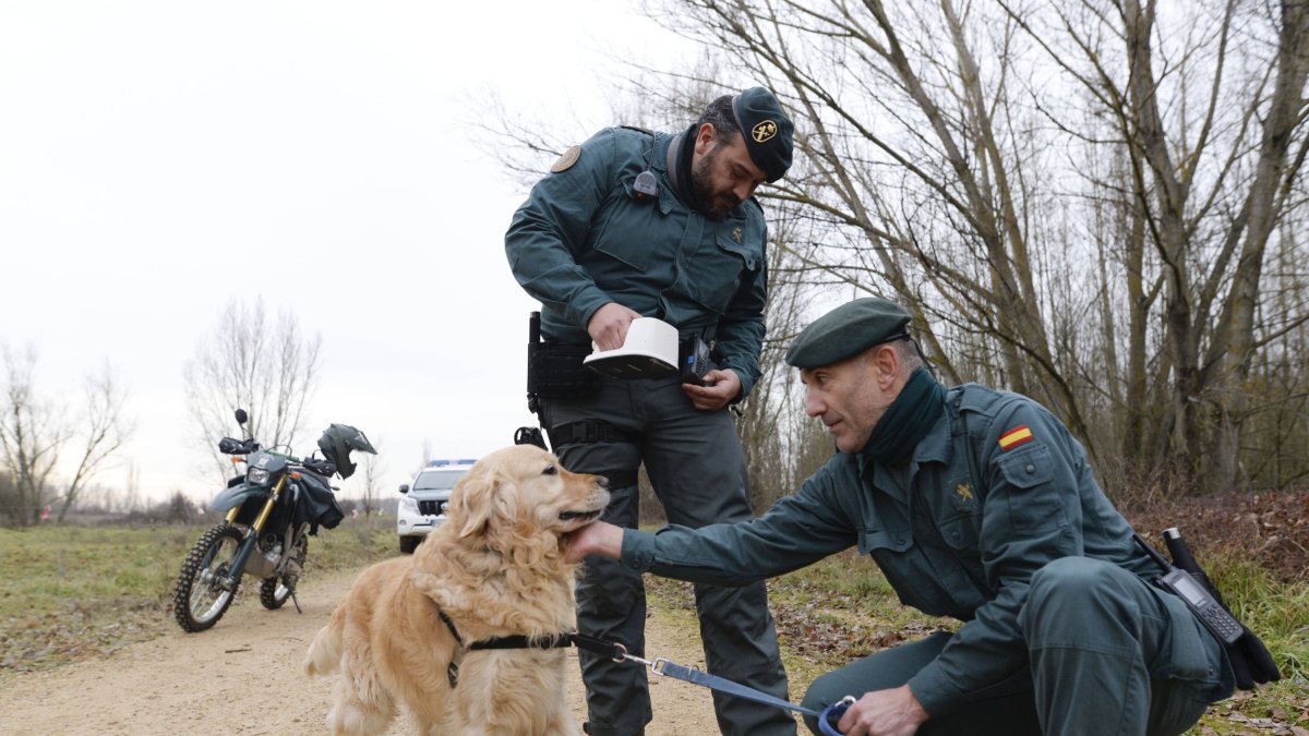 Dos agentes del Seprona inspeccionan a un animal, en uno de sus paseos rutinarios en el alfos de León