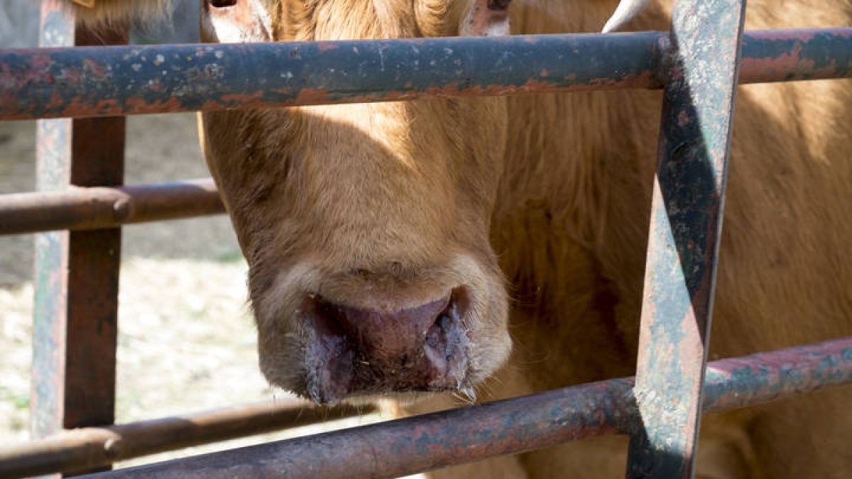 El veterinario inyecta medicamentos a una vaca infectada de Ehe.