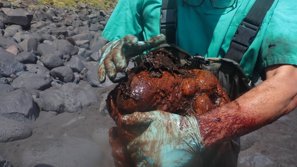 Imagen facilitada por el Instituto de Sanidad Animal de la Universidad de Las Palmas de Gran Canaria (IUSA-ULPGC) de la piedra de ámbar gris de 9,5 kilos de peso.