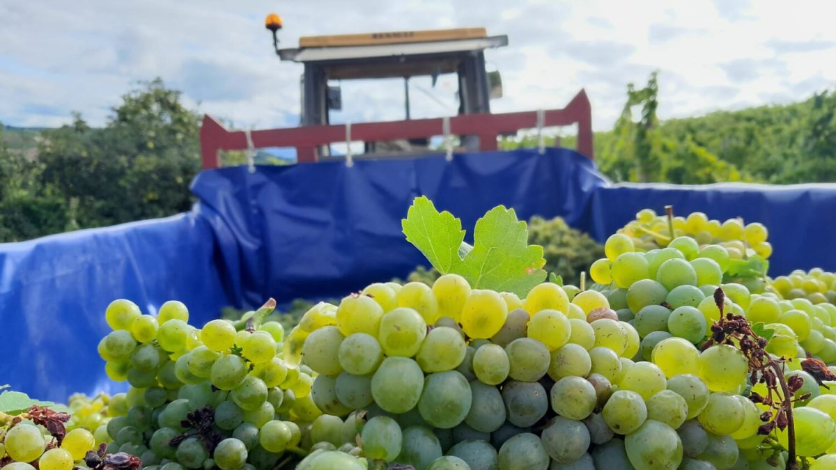 Uvas de la variedad Godello del Bierzo.