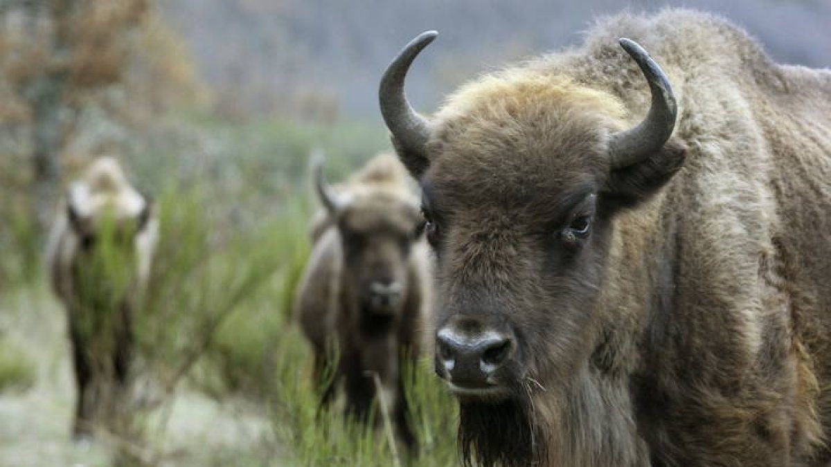 Ejemplares de bisonte europeo, una especie idónea para prevenir incendios forestales.