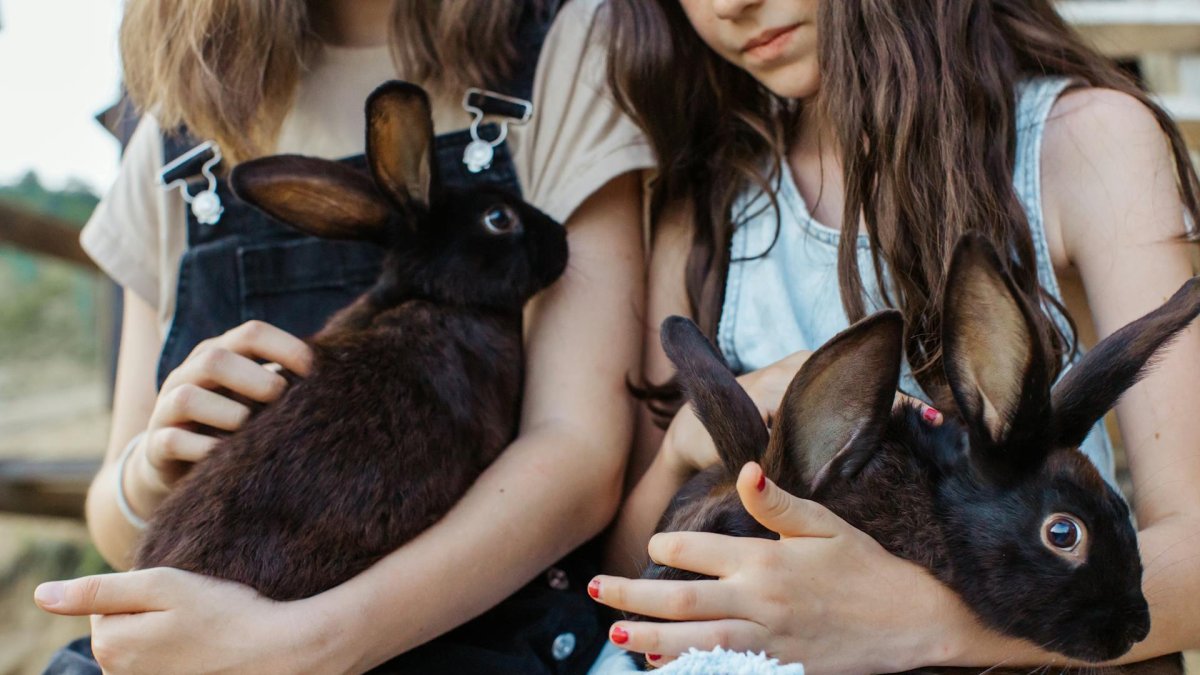 Está demostrado que las mascotas pueden ayudar a la salud mental de los más pequeños, ya que el niño inmunodeprimido suele estar aislado socialmente porque no puede ir al cole ni jugar con los demás.