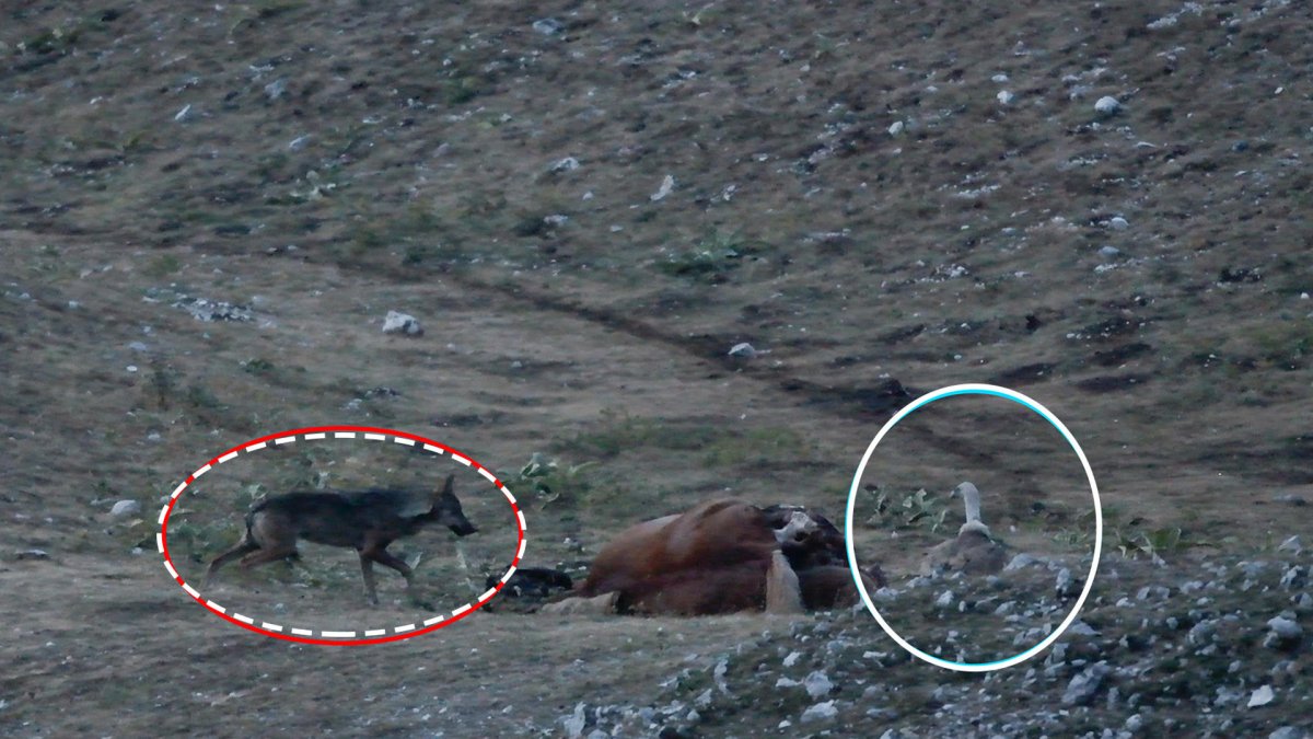 Imagen de uso editorial cedida por la organización dedicada a la conservación de las aves y la naturaleza SEO/BirdLife de uno de los encuentros nocturnos entre buitres leonados y lobos alrededor de un cadáver animal para alimentarse.