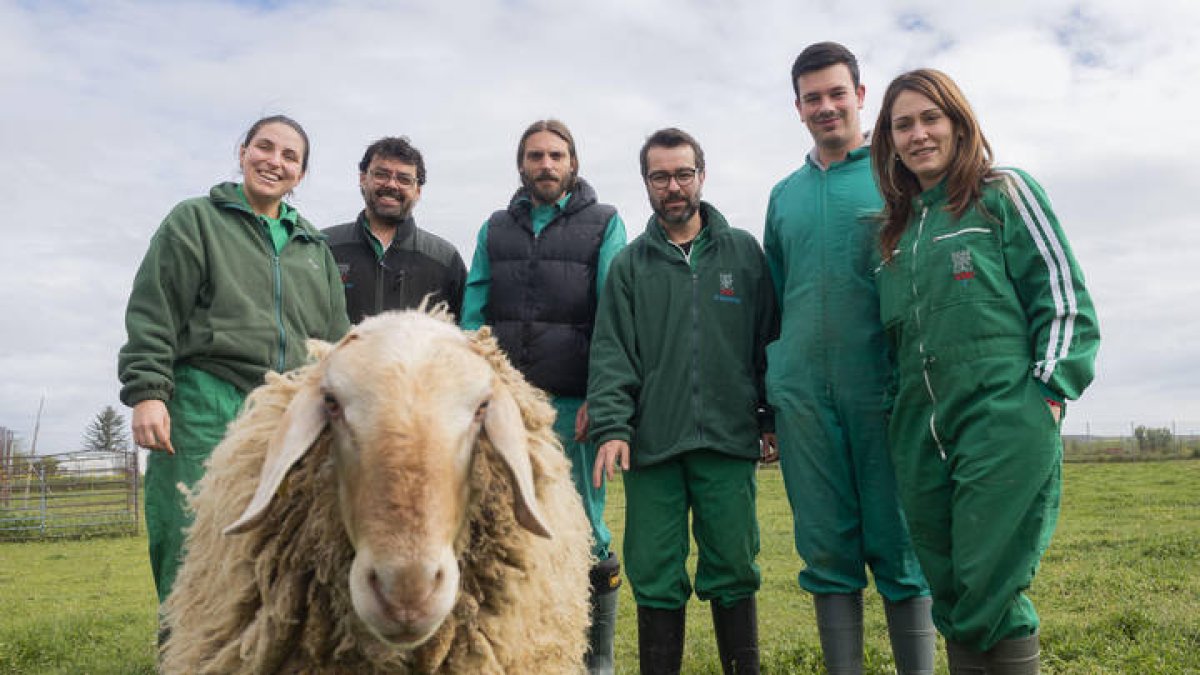 El científico asturiano Pablo Gutiérrez Toral junto al equipo de investigadores del Instituto de Ganadería de Montaña del CSIC en León y la oveja Chuchi.