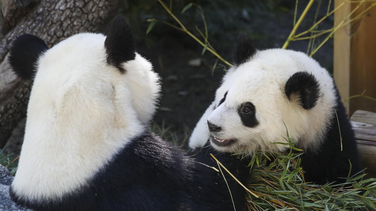 Imagen de archivo de dos osos panda en el Zoo Aquarium de Madrid. EFE/ David Fernández