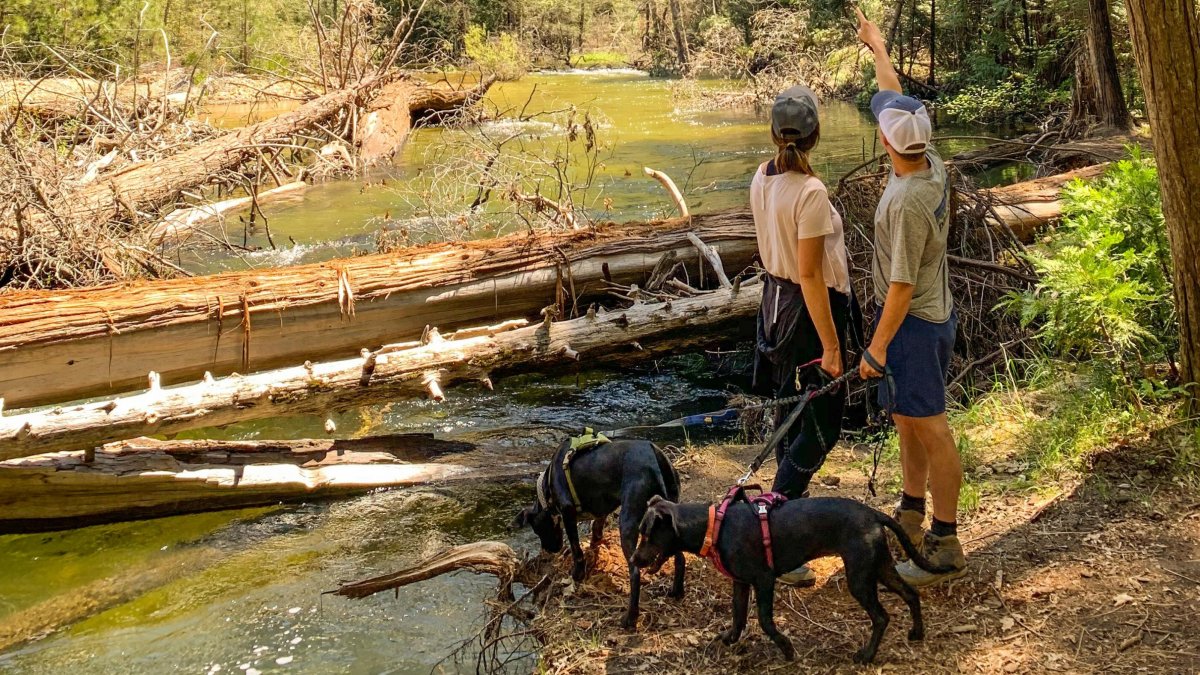 El aumento de la demanda se percibe en la cantidad de hoteles, casas de vacaciones y campings que han adaptado sus políticas para dar la bienvenida a los animales a sus alojamientos.