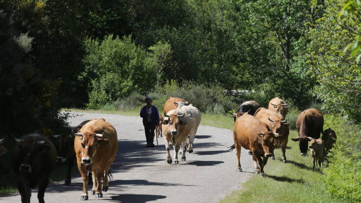 Vacas en El Bierzo