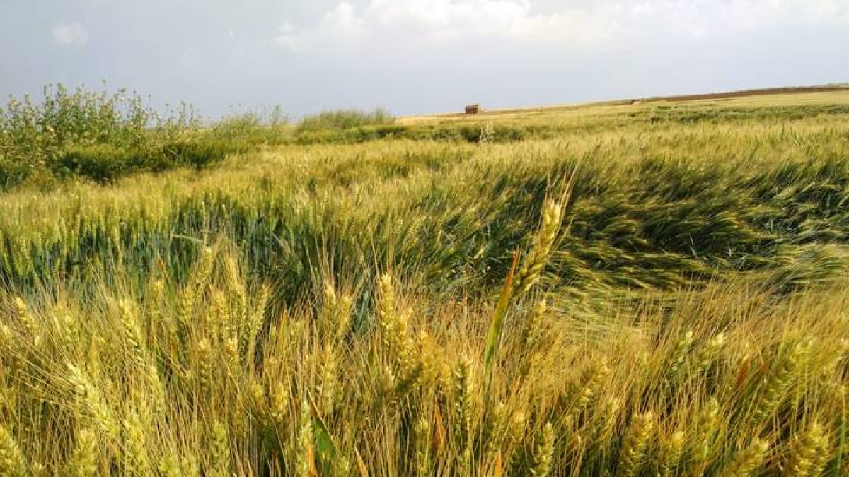 Campo de trigo.