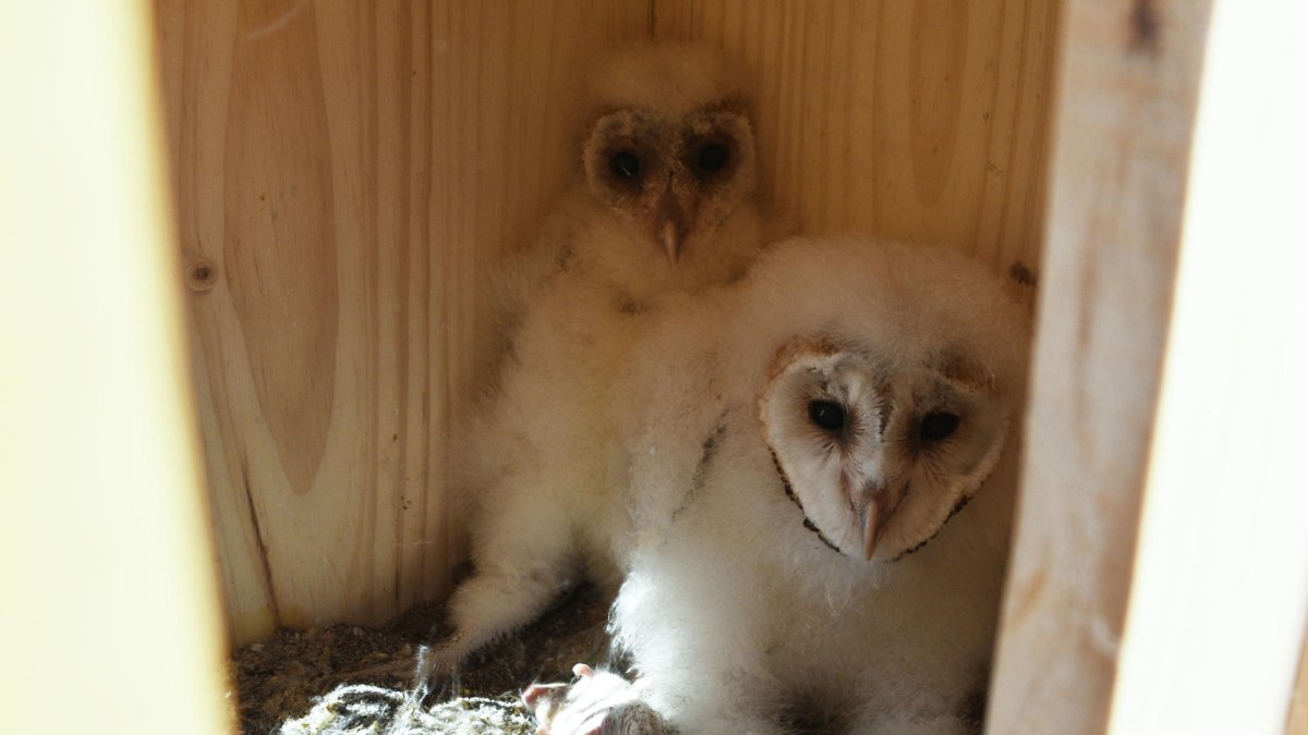 Dos lechuzas blancas dentro de su caja nido en el instituto Alfaguar de Torrox, que las criará hasta que sean independientes como parte del proyecto 