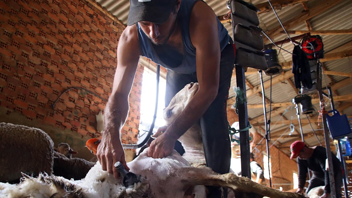 Argentinos y uruguayos protagonizan las labores de esquileo en la provincia leonesa