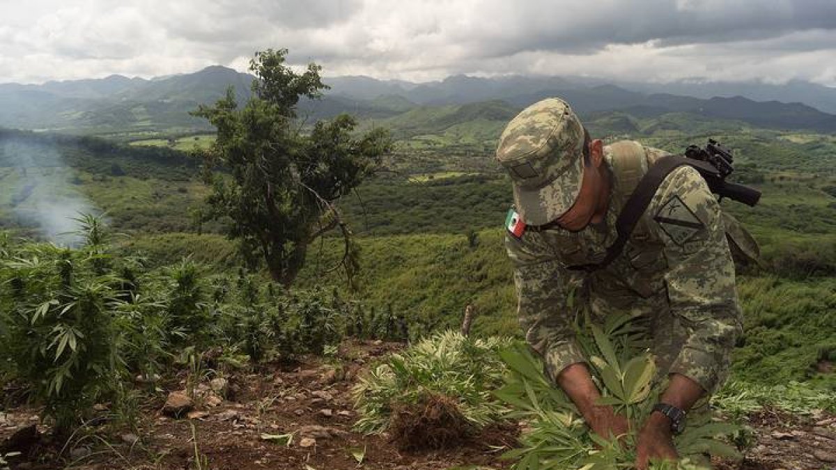 Miembros del Ejercito mexicano destruyen un cultivo de marihuana