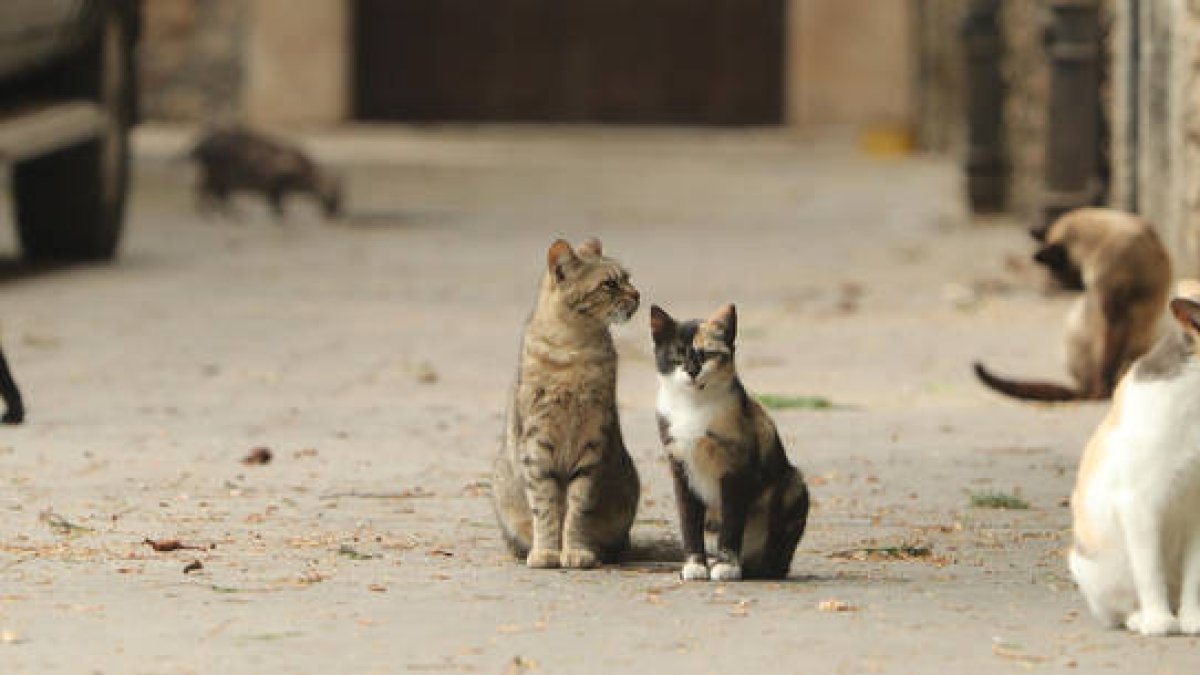 Un grupo de gatos callejeros.