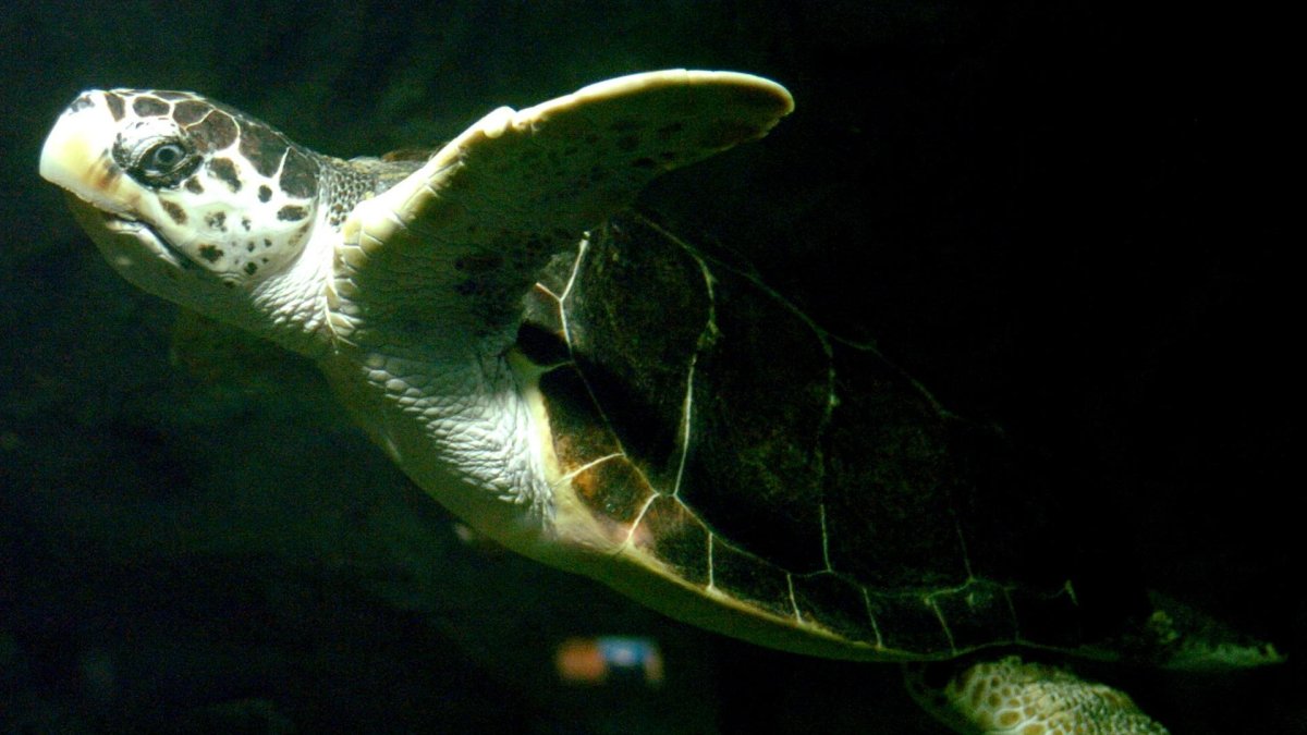 Un ejemplar de tortuga boba (caretta caretta) . Archivo EFE/José Huesca