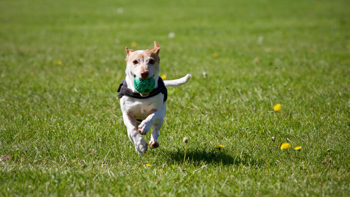 Imagen de archivo de un perro corriendo.