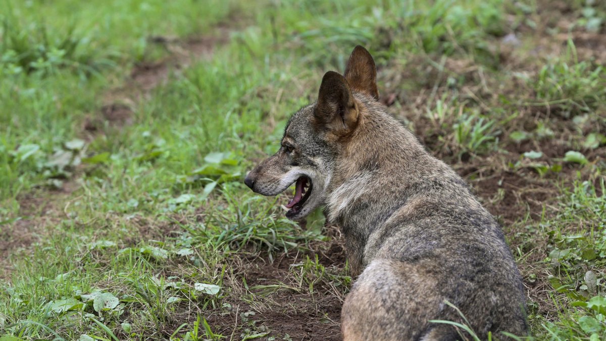 Un ejemplar de lobo Ibérico. Archivo EFE/ J.L.Cereijido