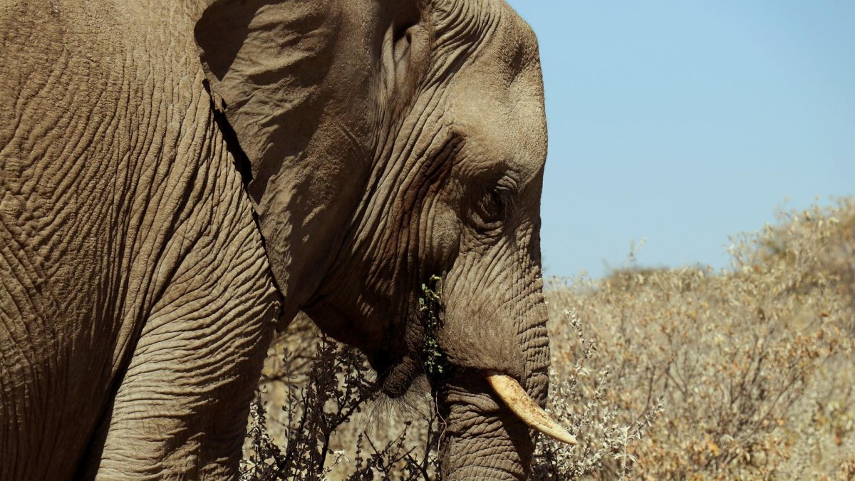 Fotografía de un elefante tomada en junio de 2018 en el Parque Nacional Etosha de Namibia. EFE/ Nerea González