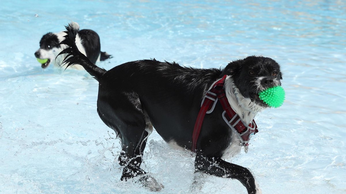 Fotografía de archivo de varios perros en una piscina. EFE/Kiko Huesca