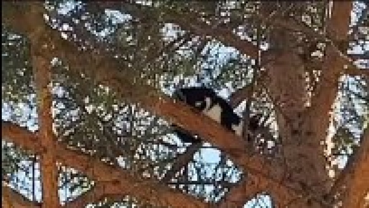 Los vecinos de Carbajal de la Legua, localidad perteneciente al municipio de Sariegos, asisten impotentes a la llamada de auxilio de un gato, atrapado desde el pasado viernes. Según relatan, han intentado que los servicios de emergencias acudan al rescate, pero no han tenido respuesta. También han tratado de bajar al animal con comida, pero está aterrado y no puede bajar por sí mismo.