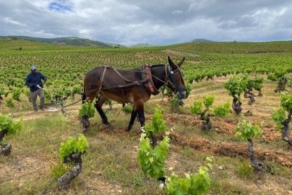 Las mulas de la empresa de labranza de Miguel Ángel Mato han arado viñedos centenarios. Aquí, de Bodega Aníbal de Otero. BODEGA ANÍBAL DE OTERO