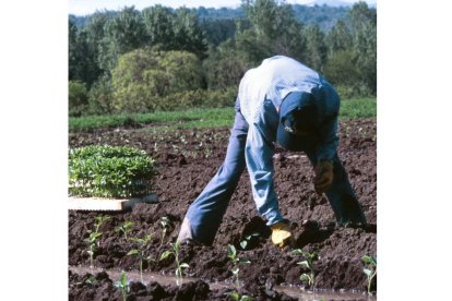 Un agricultor planta plantones de pimiento en el Bierzo, en una imagen de archivo. DL