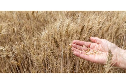 El cereal ha sido uno de los grandes afectados por la sequía que ha azotado el pasado 2023. JAVIER BELVER