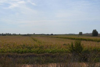 Campos de regadío de maíz.