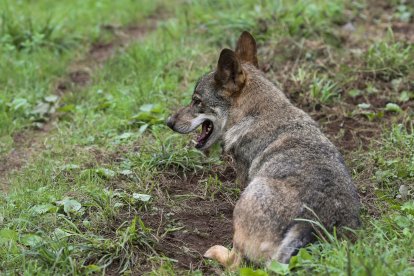 Un lobo Ibérico, en una fotografía de archivo. EFE/ J.L.Cereijido