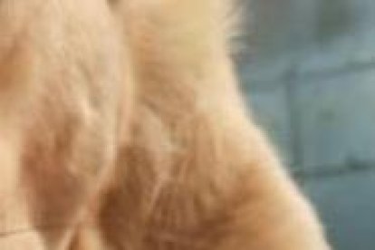 Iris, la perra solidaria que busca una familia que la adopte.