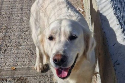 Yune, una golden retriever que está en la Protectora Piedras Blancas de Laciana.