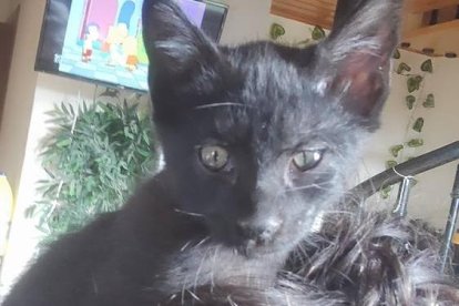 Señor Róbindosn está en la protectora Bastet.