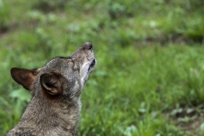 Un ejemplar de lobo Ibérico.