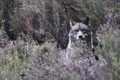Imagen de archivo de un lobo ibérico. EFE/Mariam A. Montesinos
