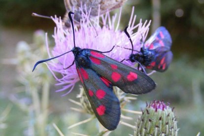 La zinema, una de las últimas especies descubiertas en Picos.