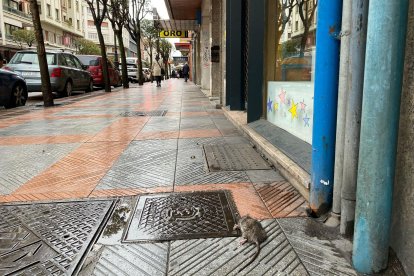 Una rata en Gran Vía de San Marcos.