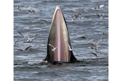 Una ballena de bryde y decenas de gaviotas se dan un festín de anchoas. RUNGROJ YONGRIT