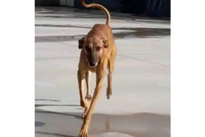 Curi, el galgo que busca una familia que lo quiera adoptar