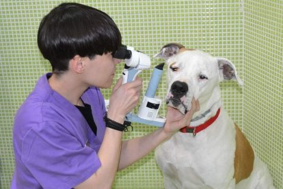 La veterinaria Carolina Gutiérrez Andrino con uno de sus pacientes. DL