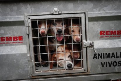 La Ley de Bienestar Animal salió adelante en el Congreso de los Diputados con 174 votos a favor de PSOE, UP, ERC, EH-Bildu y CUP, la abstención de BNG, Teruel Existe y Compromís y 172 votos en contra del PP, Vox, Cs, PNV, PdeCat, Junts per Cat, Más País-Verdes Equo, UPN, Foro Asturias y PRC. JESÚS F. SALVADORES