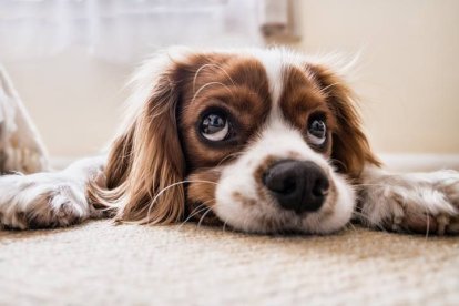 Tener mascotas en la familia siempre es una responsabilidad para que los niños asimilen el respeto hacia los animales. DL