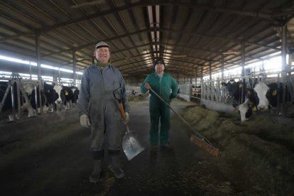 Explotación de vacas en Palacios de Fontecha