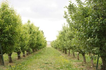 La escuela, ubicada en la avenida de Portugal, cuenta con amplias y específicas instalaciones para la formación agraria. J. NOTARIO