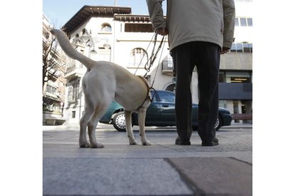 Un perro guía dirige a una persona ciega de León. JESÚS F. SALVADORES