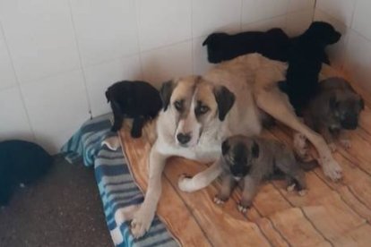 La mastina Madame y sus siete cachorros en la Protectora de León, rescatados de la calle buscan familia.