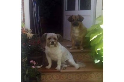 Pancho y Nono en la que era su casa, buscan una familia porque su dueña tiene ELA y está ingresada en una residencia