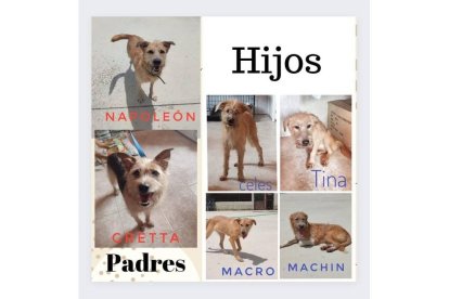 Napoleón, Gretta, Celes, Tina, Macro y Machín buscan familia