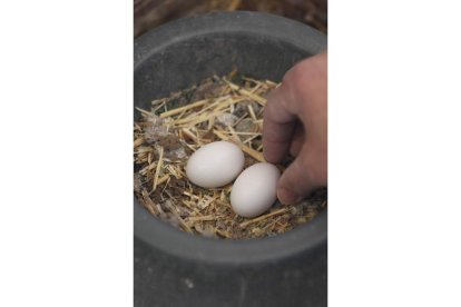 Los hermanos sujetan la banda de campeones de España; Eduardo recibe el premio de campeón de España; imagen de los huevos cuyos pichones competirán en el próximo mundial, en septiembre.