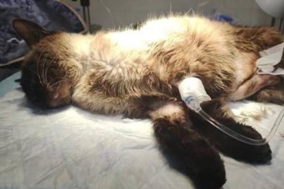 La gata maltratada en la Avenida la Martina en Ponferrada. La Apa Peludines sin suerte de Ponferrada busca testigos