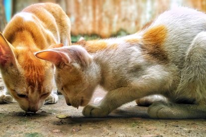 Fotografía de archivo de dos gatos comiendo. NADIM PARVEZ KHAN/PIXABAY