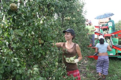 Imagen de archivo de la campaña de recogida de pera en una finca de Posada.