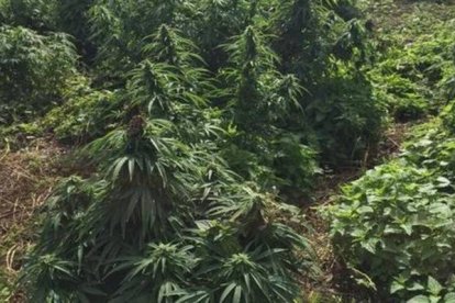 Imagen de la extensión del "bosque de marihuana" encontrado en Reino Unido.